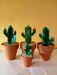 Pot de fleur cactus